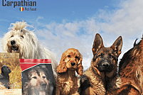 Mâncare pentru câini - Carpathians Pet Food